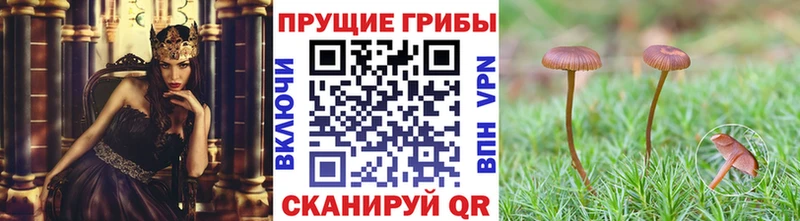 Псилоцибиновые грибы Cubensis  Гулькевичи 