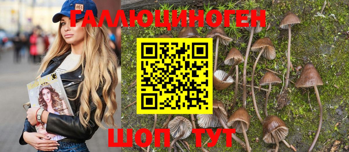 Галлюциногенные грибы Psilocybine cubensis Гулькевичи